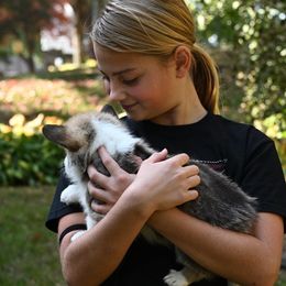 Pembroke Welsh Corgi Puppies from A&A’s Adorable Corgis