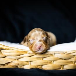 Marie - Red merle female Miniature Australian Shepherd puppy in Yantis, Texas from Marie Mini Aussies