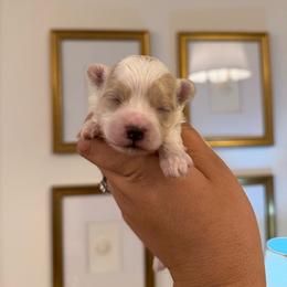 Everest - White female Maltipoo puppy in Wendell, North Carolina from Teddys Teddy Bears