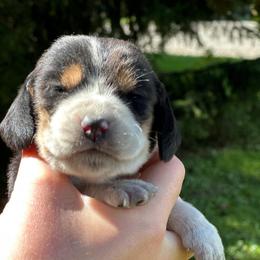 Female 2 - Black brown and white female Basset Hound puppy in Lindley, New York from Hill Top Basset Hounds & Cane Corso
