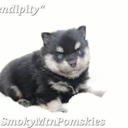 Serendipity - Black and white female Pomsky puppy in Christiana, Tennessee from Smoky Mountain Pomskies