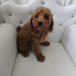Male 1 - Red  male Poodle puppy in Washington from Mt.BakerPoodles&Doodles