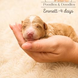 Emmett - Apricot male Goldendoodle puppy in Lake Charles, Louisiana from Perfect Fit Poodles & Doodles