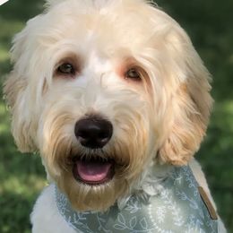 Australian Labradoodles from Sugarwood Australian Labradoodles