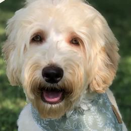 Australian Labradoodles from Sugarwood Australian Labradoodles