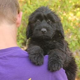 Kia - Black female Whoodle puppy in West Bend, Iowa from Blue Skies Terriers