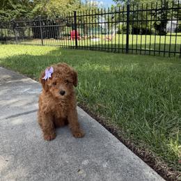 Oriana - Red  female Goldendoodle puppy in Mint Hill, North Carolina from DoodleForever