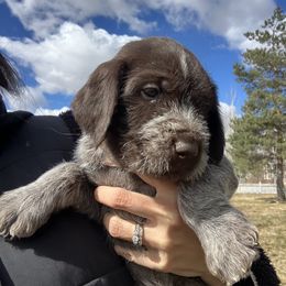 Ms. Pink - Brown and gray Wirehaired Pointing Griffon puppy in Belgrade, Montana from Griffons Out West