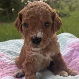 Poodles from Murphy's Standards