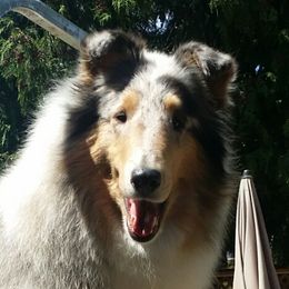Kandi - Collie