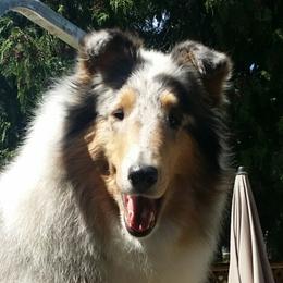 Kandi - Collie
