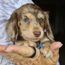 Blue - Dapple male Dachshund puppy in Prunedale, California from Tiny Teckels Miniature Dachshunds
