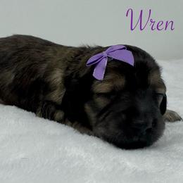 Wren - Cream female Dachshund puppy in Pulaski, Tennessee from Billboard Doxies