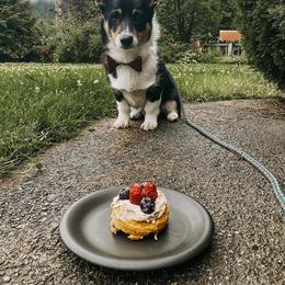 Pembroke Welsh Corgi Puppies from Rocking LJ Breeding