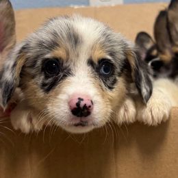 Girlie - Blue female Pembroke Welsh Corgi puppy in Chowchilla, California from CalValley Kennels