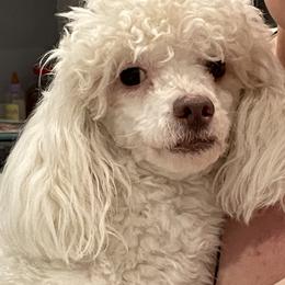 Jon Snow - Poodle
