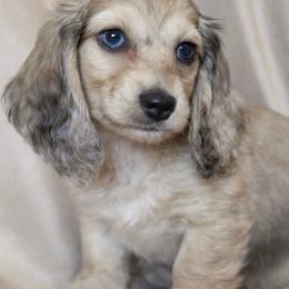 Fable - Dapple female Dachshund puppy in Clever, Missouri from Autumn Breeze Dachshunds