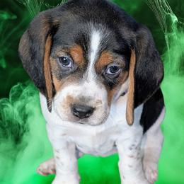 Shelby (purple) - Black white and tan female Beagle puppy in Trail, Oregon from Jennifer Knapp's AKC Beagles