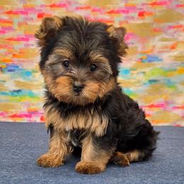 Roamie - Blue and gold male Yorkshire Terrier puppy in Monticello, Iowa from Ashley’s Puppies