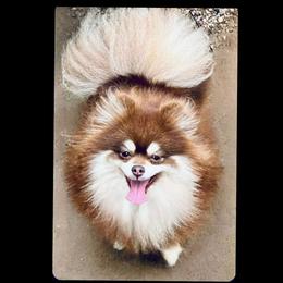 Reese - Pomeranian