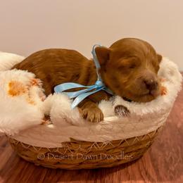 Bluey (Light Blue Collar Female) - Red  female Goldendoodle puppy in Santa Clara, Utah from Desert Dawn Doodles