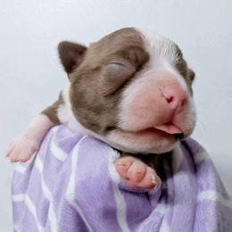 Baby Zack Red Boy - Seal and white male Boston Terrier puppy in Kingsport, Tennessee from Sleepwalker Bostons