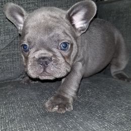 French Bulldog Puppies from Rock Island Frenchies of Texas