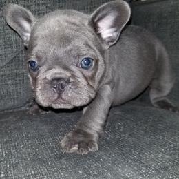 French Bulldog Puppies from Rock Island Frenchies of Texas