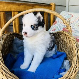 Pomsky Puppies from Pomsky Acres