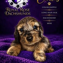 Dachshund - Dapple male Dachshund puppy in Ramona, California from Royal Rose Dachshund Family
