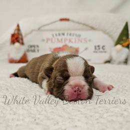 Selene - Red female Boston Terrier puppy in Mulberry, Arkansas from White Valley Boston Terriers