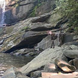 German Shorthaired Pointer All Grown Up from Congaree Kennels