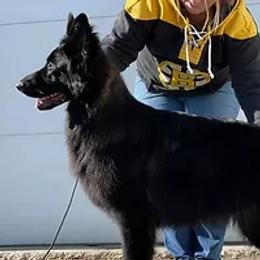 Smokey - German Shepherd