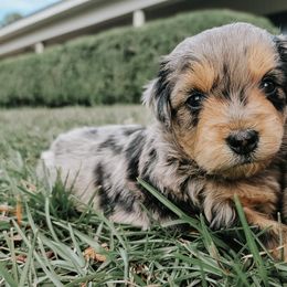 Aussiedoodles and Goldendoodles from Southern Bayou Doodles