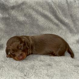 Chocolate tuxedo piebald - Piebald male Dachshund puppy in Gainesville, Texas from Diamond B Doxies