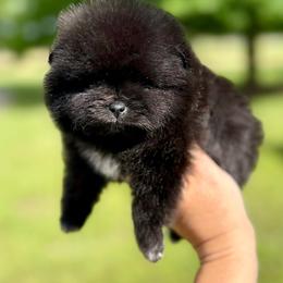 MALEFICENT - Black female Pomeranian puppy in Willis, Texas from Treasured Jewels Pomeranians
