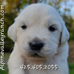 Miss. White - Light golden female Golden Retriever puppy in Marysville, Washington from Alpine Valley Ranch-European English Cream Golden Retriever