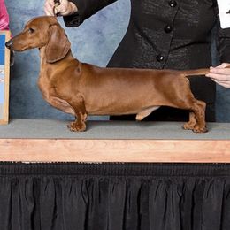 Dachshunds from Tudorglen Dachshunds