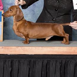 Dachshunds from Tudorglen Dachshunds