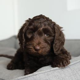 Jet - Chocolate male Australian Labradoodle puppy in Williamstown, New York from Lewis Manor Labradoodles