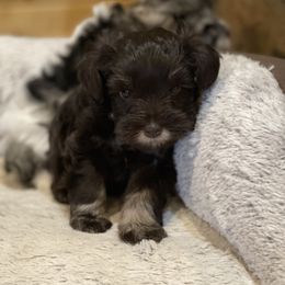 Miniature Schnauzer Puppies from Bar W Schnauzers