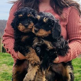 Bernedoodle and Goldendoodle Puppies from Stony Meadow Puppies