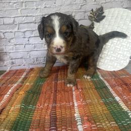 Everest - Merle male Bernedoodle puppy in Moulton, Iowa from Shondel Puppy Paws