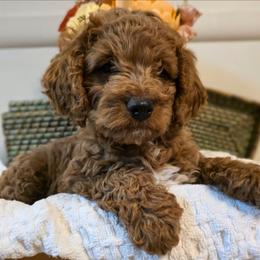 Bentley - Red male Cavapoo puppy in Gunnison, Utah from Curls and Camo Pups