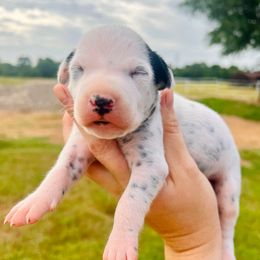 Luda - White and black male Dalmatian puppy in Mt. Vernon, Texas from Double B