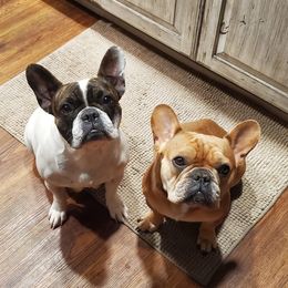 French Bulldogs from Indiana French Bulldog Puppies