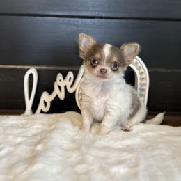 Chihuahua Puppies from So Sweet Chihuahuas
