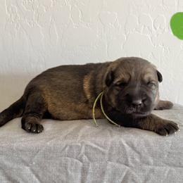 Green - Sable male German Shepherd puppy in Buckeue, Arizona from Légende Vivante Du Chief Kennel