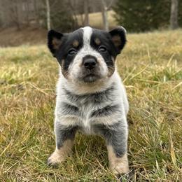 Kai - Blue female Australian Cattle Dog puppy in Olive Hill, Kentucky from Tompkins Farm