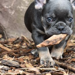 French Bulldog Puppies from Bleu Rock French Bulldogs